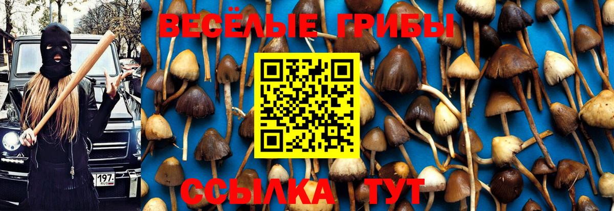 Галлюциногенные грибы Psilocybine cubensis Усть-Лабинск